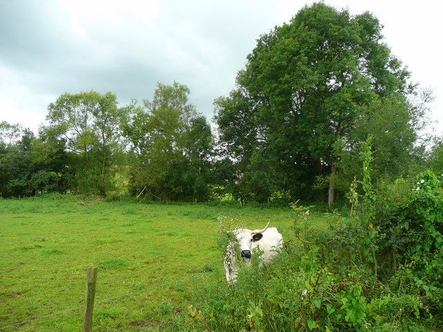 Cattle pasture by the Trothy