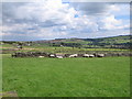 Sheep and Dry Stone Dyke at Drop farm