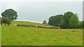 Pastures south of Penrhos Farm