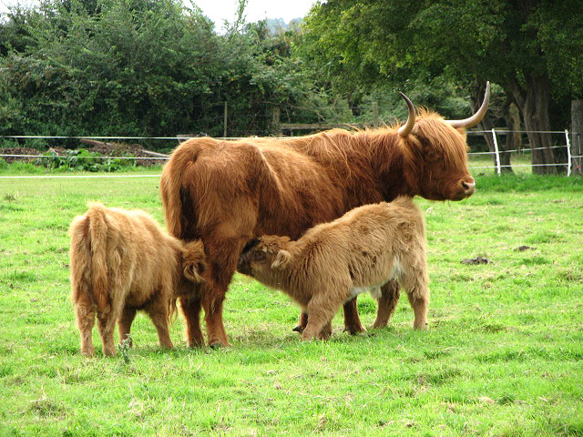 Not one but two © Evelyn Simak cc-by-sa/2.0 :: Geograph Britain and Ireland