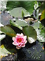 Waterlily, Clincton Wood Local Nature Reserve