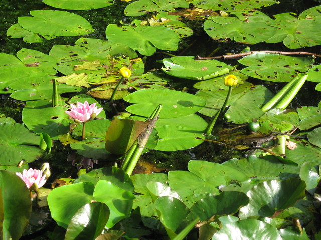 Waterlilies, Clincton Wood Local Nature Reserve