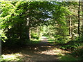 Footpath in Chacefield Wood