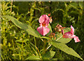 Himalayan Balsam