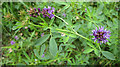 Vetch by the roadside