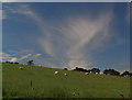 Sheep grazing under a northern sky