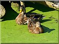 Mallard, Stroudwater canal, near Stonehouse