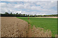 Footpath through wheat and clover Damerham Hampshire