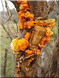 NS4175 : Yellow Brain Fungus by Lairich Rig