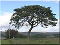 Lonesome Lamp Post and Tree