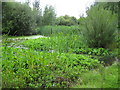 Walton-on-Thames: Shaw Drive or Fishmore Farm pond