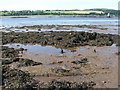 NS4173 : Dumbuck Crannog - the remains of the platform by Lairich Rig