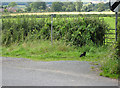 Footpath from Hethelpit Cross