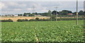 Field of beet and view to Henley