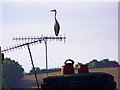 Heron on TV aerial, Bishopstone