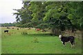 NZ2828 : Pasture Near Rushyford by Mick Garratt