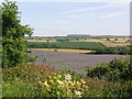 Bagworth, field to east of Station Road planted with Borage