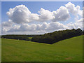 Pasture at Speen