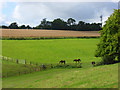 Horses grazing at Speen