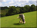 Horse grazing at Speen