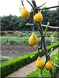 TG1124 : Section of the walled kitchen garden by Evelyn Simak