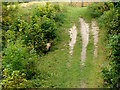 Danebury Ring - Sheep Ambush