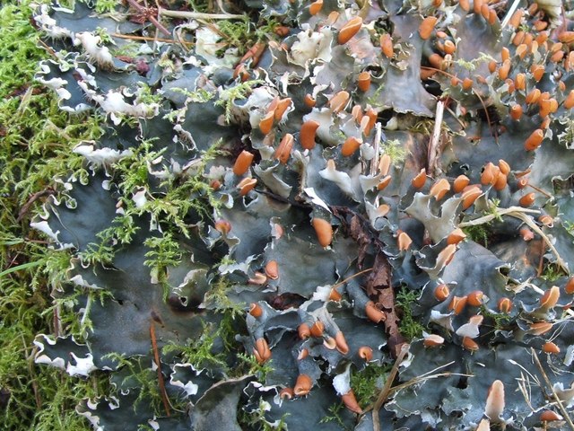 A lichen - Peltigera hymenina