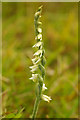 TQ1751 : Autumn Lady's-tresses (Spiranthes spiralis) by Ian Capper