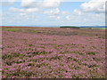 NY8855 : Burntridge Moor with heather in bloom by Mike Quinn