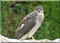 Female sparrowhawk