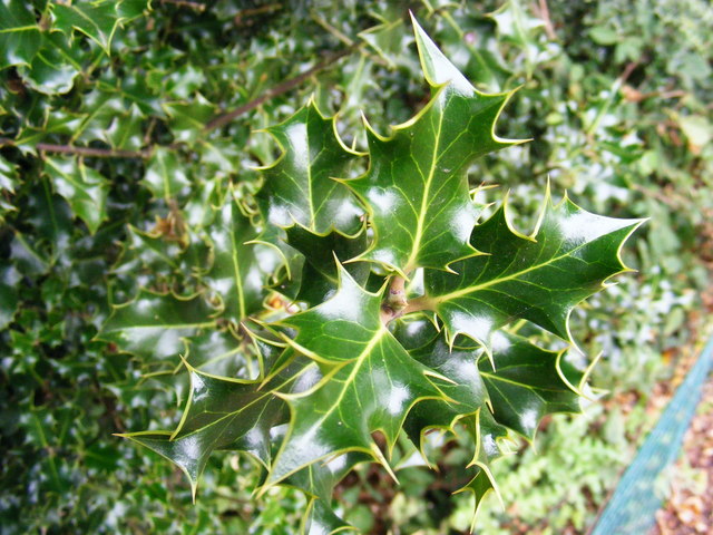 Woodland Holly Bush © Adrian Cable :: Geograph Britain and Ireland