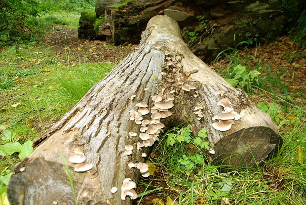 Fungus, Crawfordsburn Glen (15)