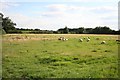 Aubourn sheep