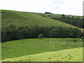 The valley of Rowley Burn (2)