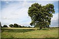 Oak tree at Whisby