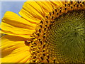 Ladybird on a sunflower