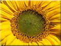 Hoverfly on a sunflower