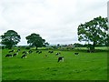 NY5362 : Grazing calves at Cotehill Farm by Rose and Trev Clough