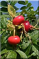 Rosa rugosa Fruits