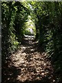 Track beside Coombe Valley Nature Park