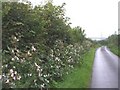 Himalayan Balsam at the roadside