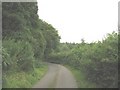 Road entering the woodland above Nant