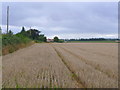 Barley at Dadnor