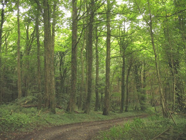 Coed Bach woodland © Eric Jones :: Geograph Britain and Ireland