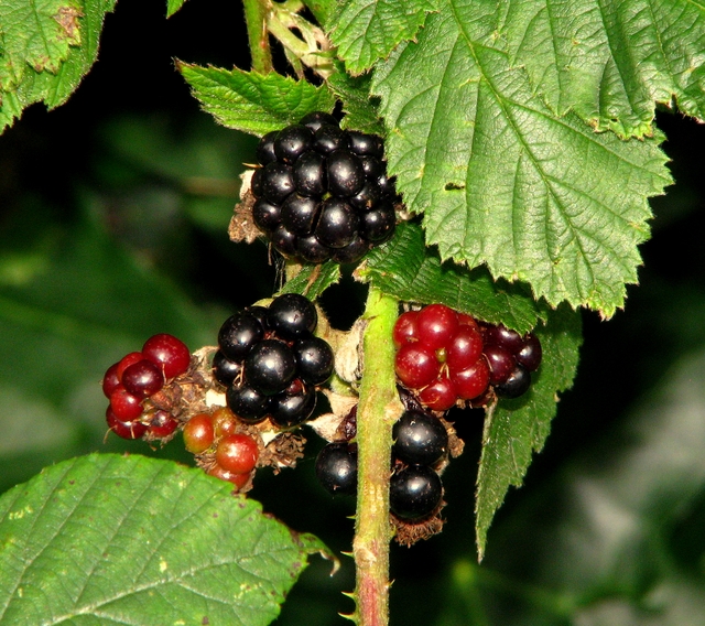 Blackberries, Bangor