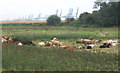 Cattle and reeds behind the Orwell embankment