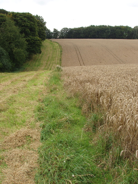 Barley by Hillgreen Wood, near Marlow Bottom