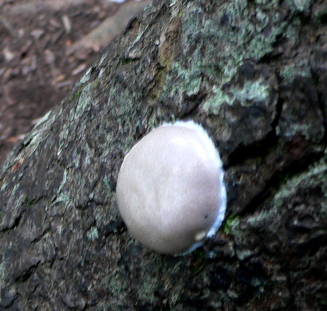 A slime mould - Enteridium lycoperdon
