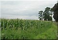 Field of Maize - Wiltshire College, Lackham