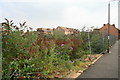 Forest of Buddleja